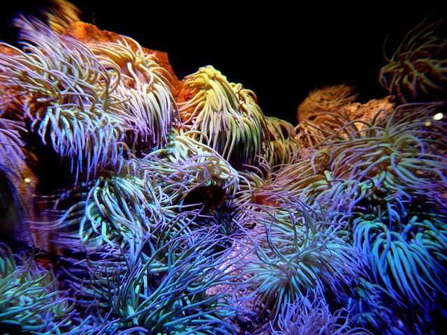 A colorful deep-sea coral reef discovered in deep ocean waters.