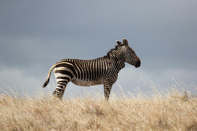 zebra