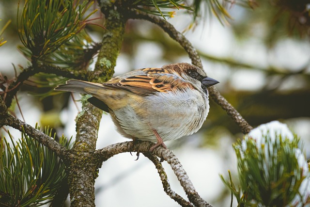 sparrow