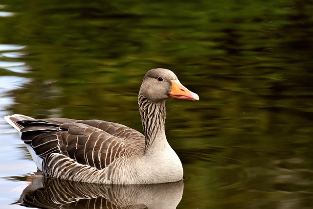 goose