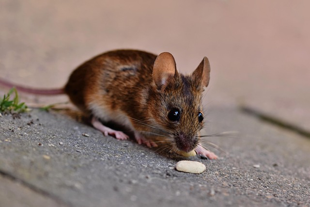 mouse