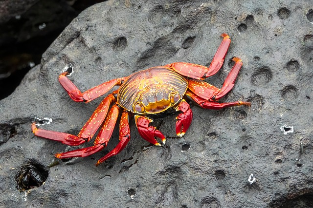 crab