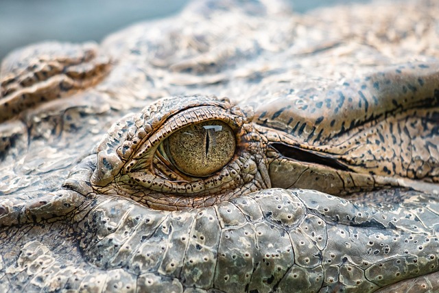 crocodile