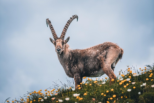 flora and fauna