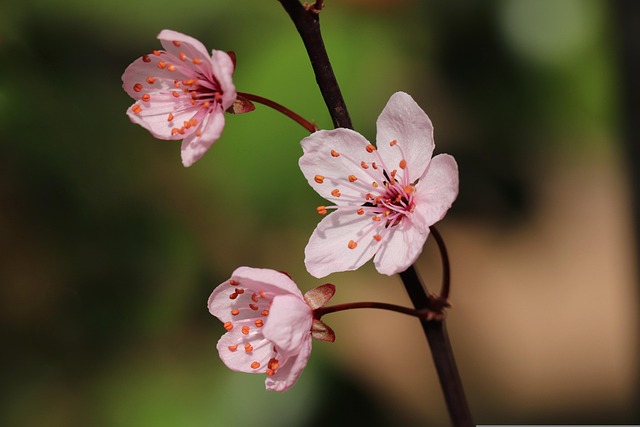 branch