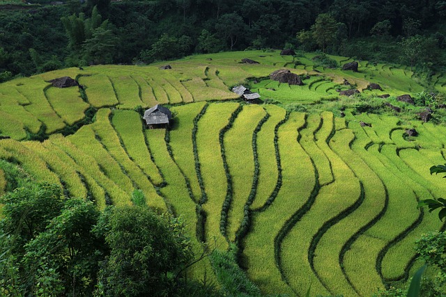 terraced