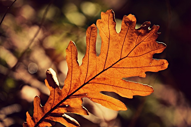 photosynthesis