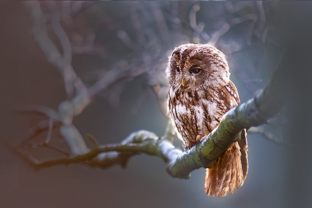nocturnal