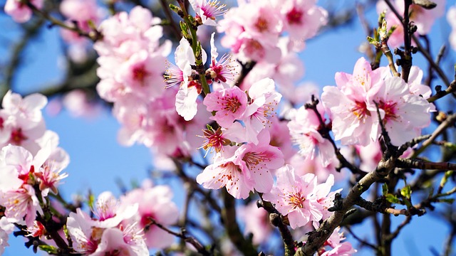 almond