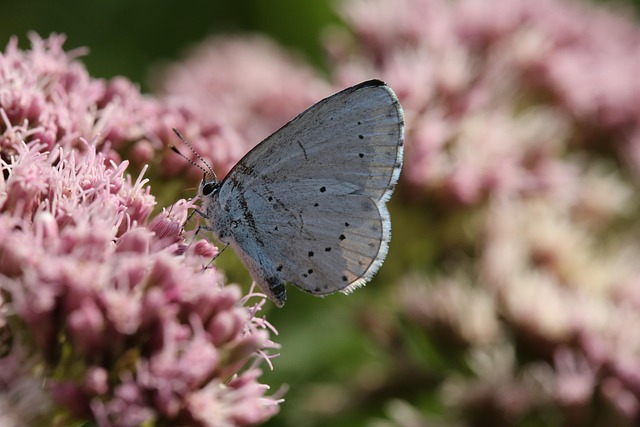 nectar