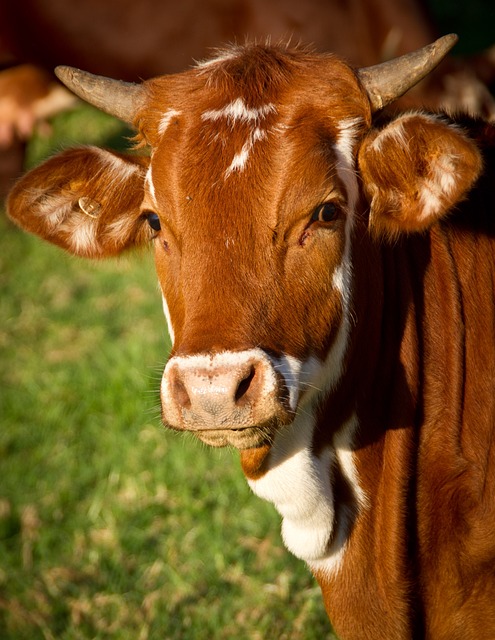 cow
