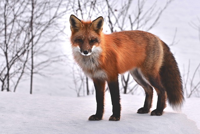 fauna