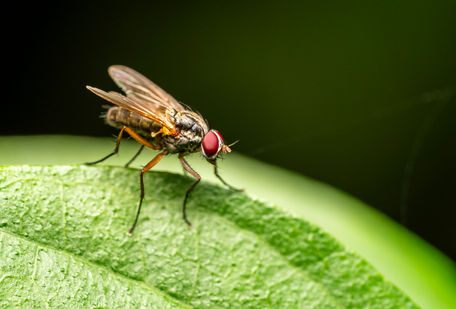 fly