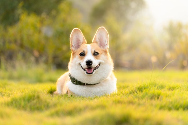 pet