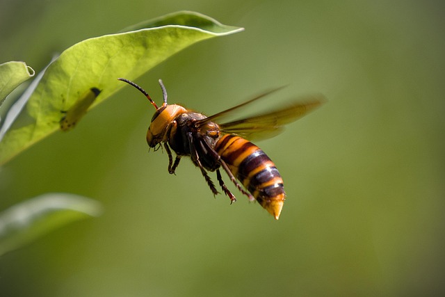 prey