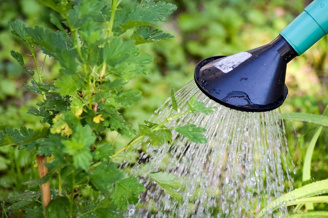 water plants