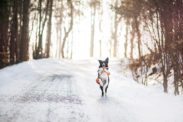 snowy