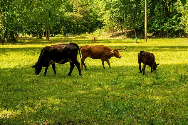 carbon footprint
