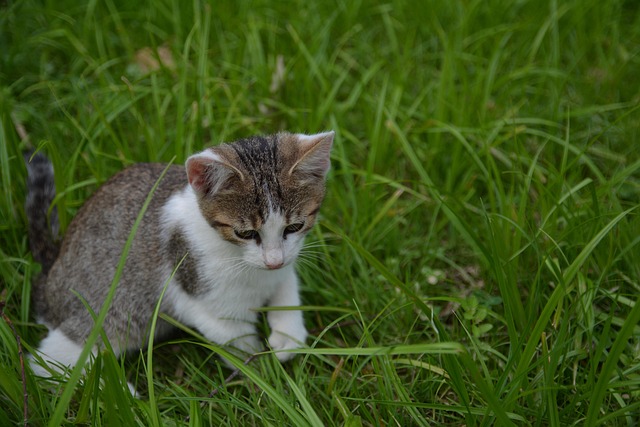 play with a kitten