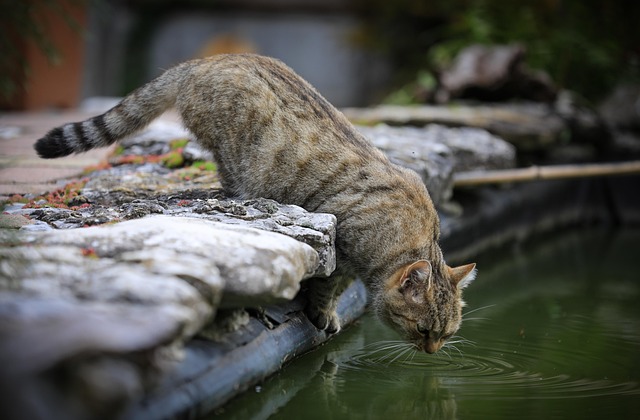 spawning ground