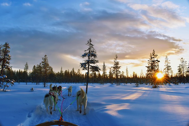 dogsled
