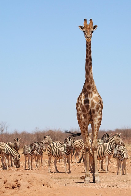 giraffe