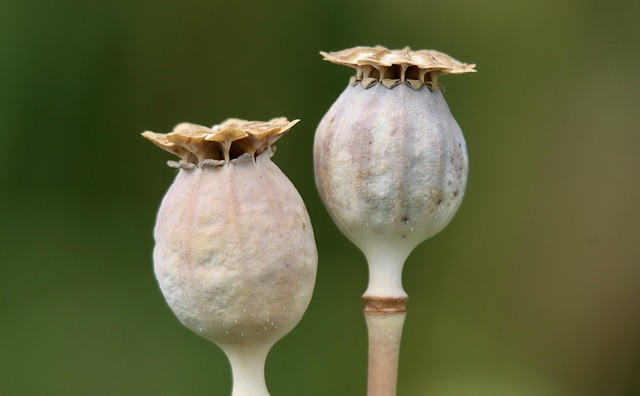 seed