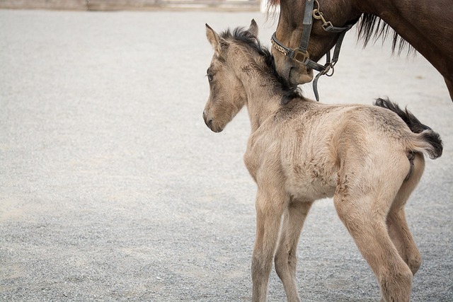 pony