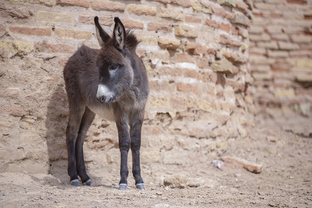 domestic tourism