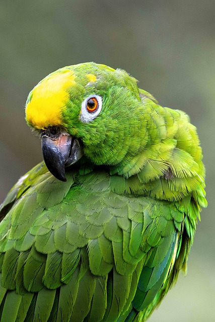 parrot
