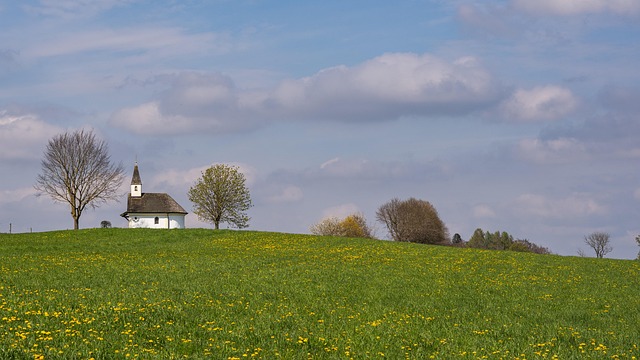 meadow