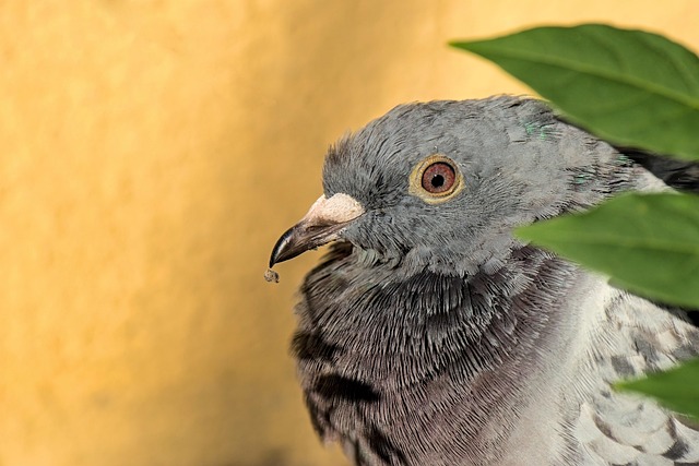 carrier pigeon