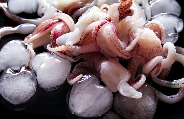 squid