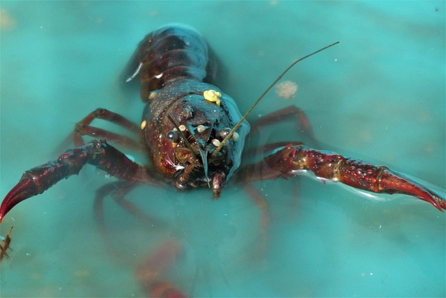 shellfish