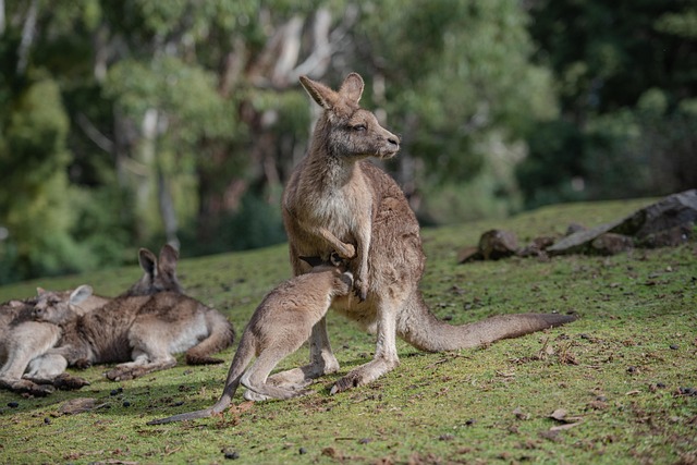 pouch