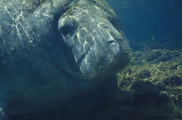 dugong