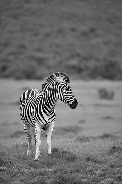 zebra crossing