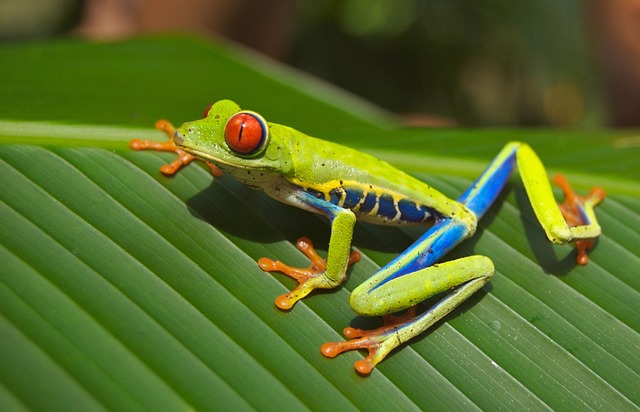 frog