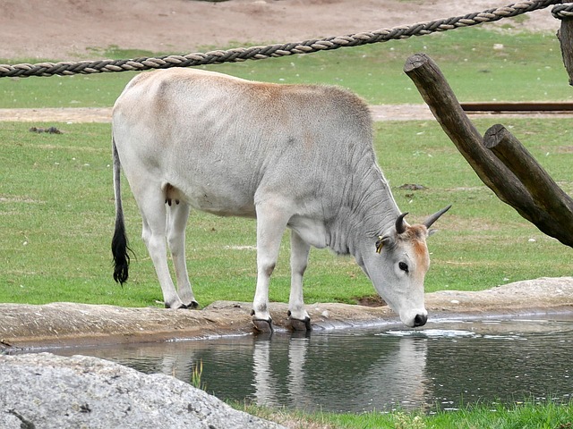 zebu