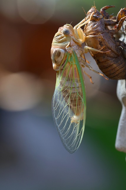 emerging