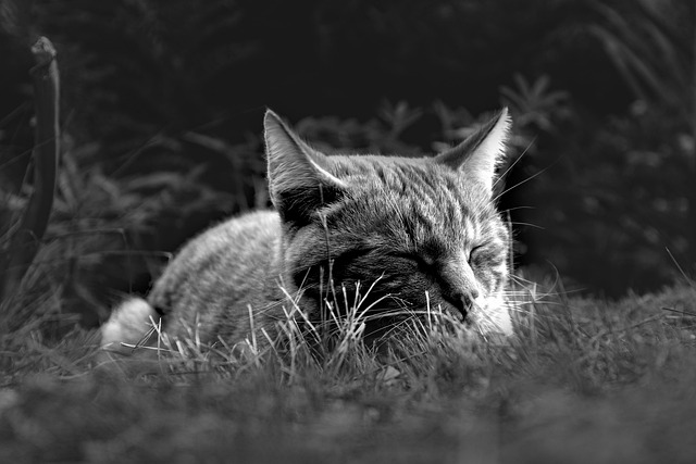 nap