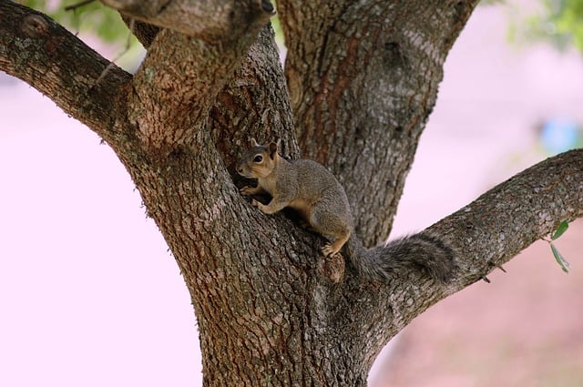 mammal
