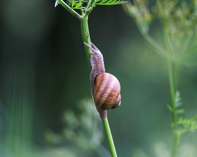 stem