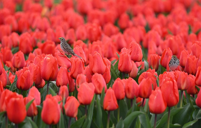 flower festival