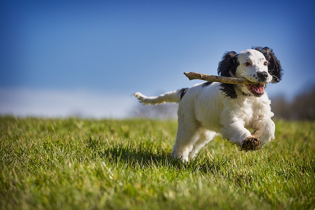 fetch