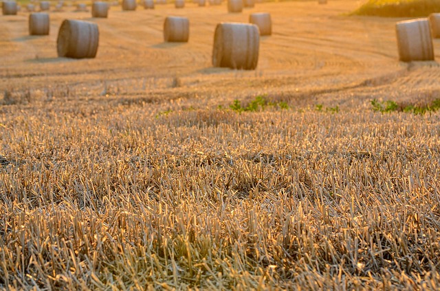 harvest
