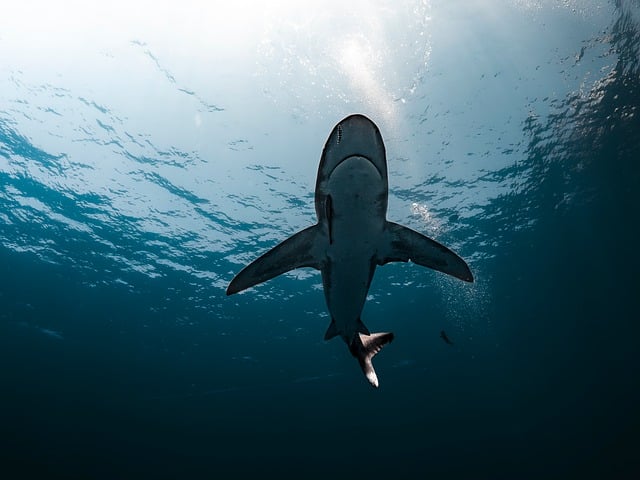 shark