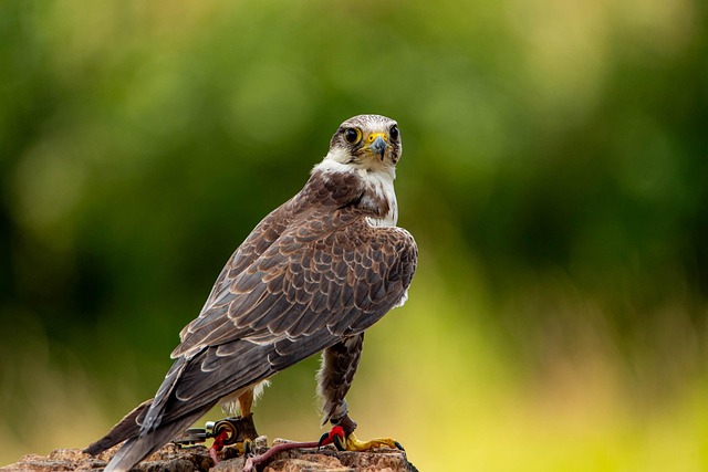 vigilant