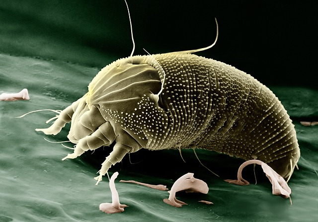 allergen