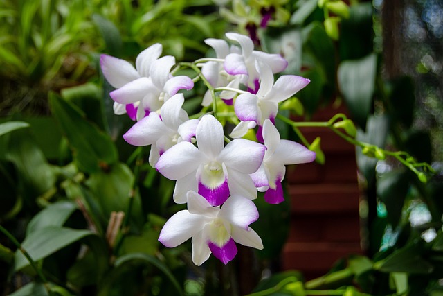 bilateral